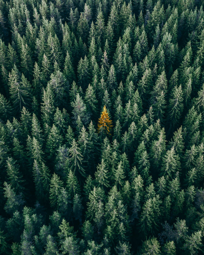 Pine tree forest